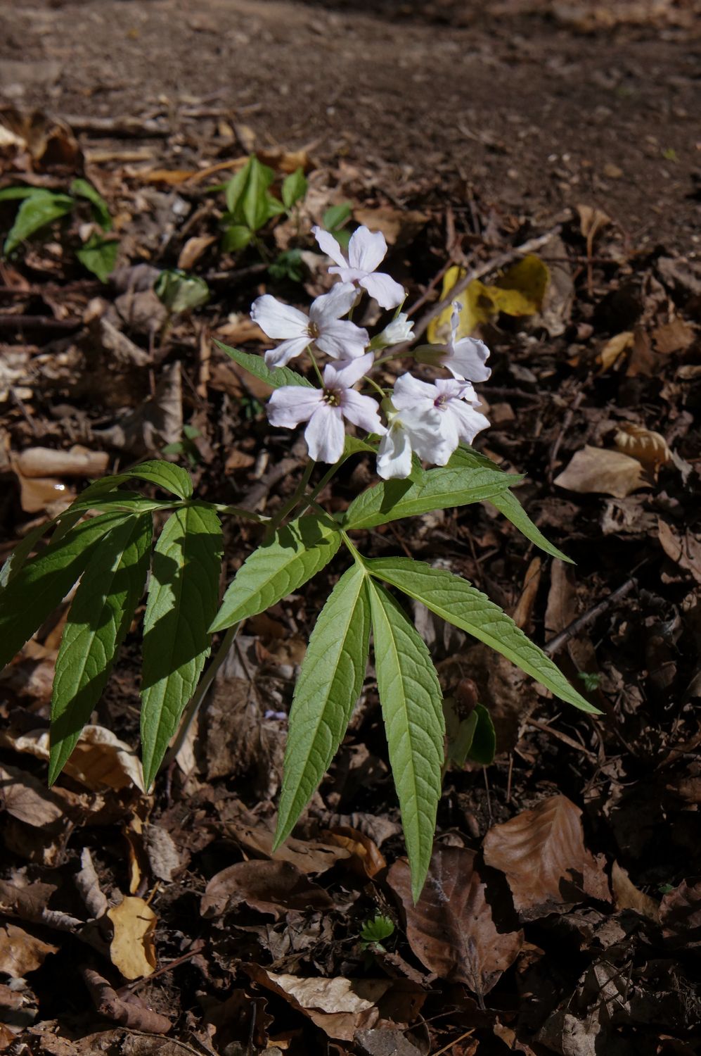 cardamine heptaphylla