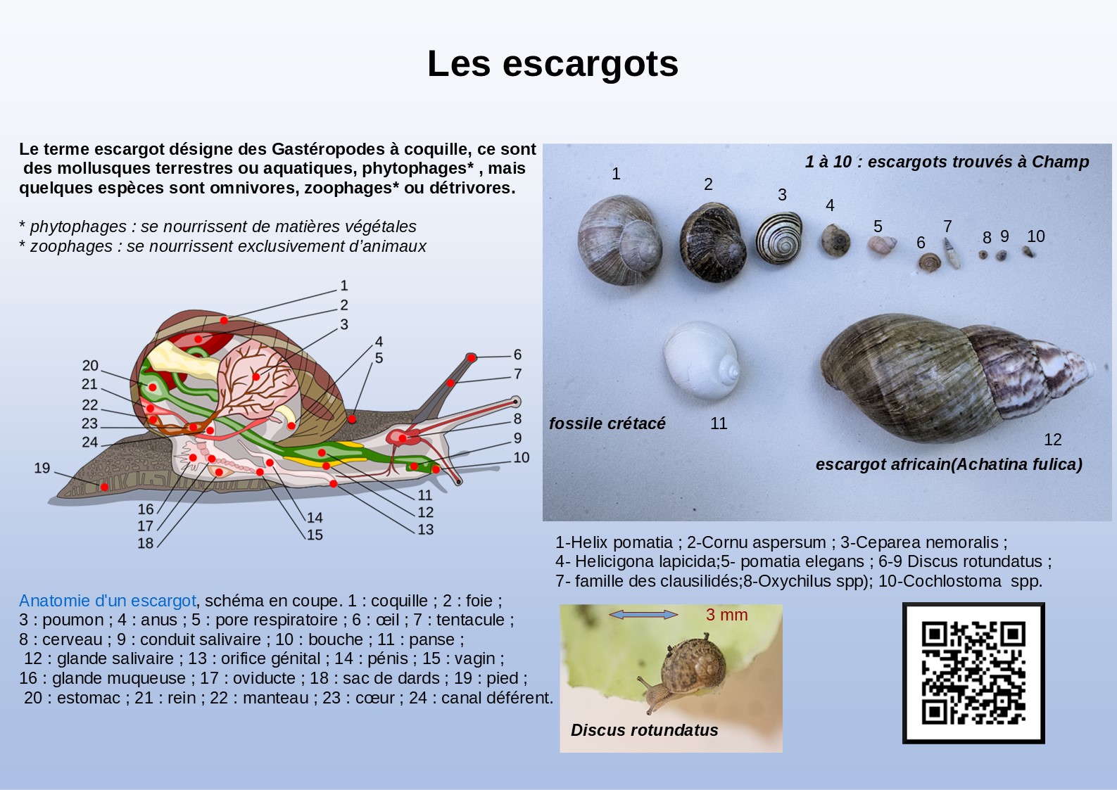 Les escargots