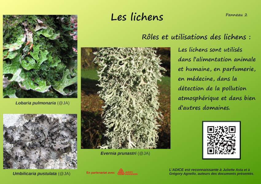 Lichens2