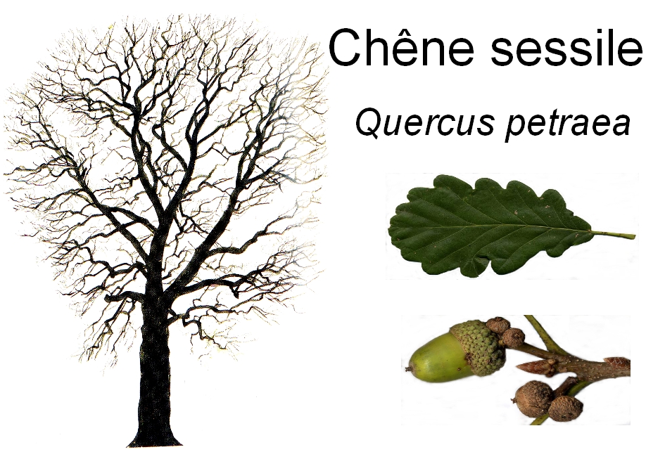 Quercus petraea a