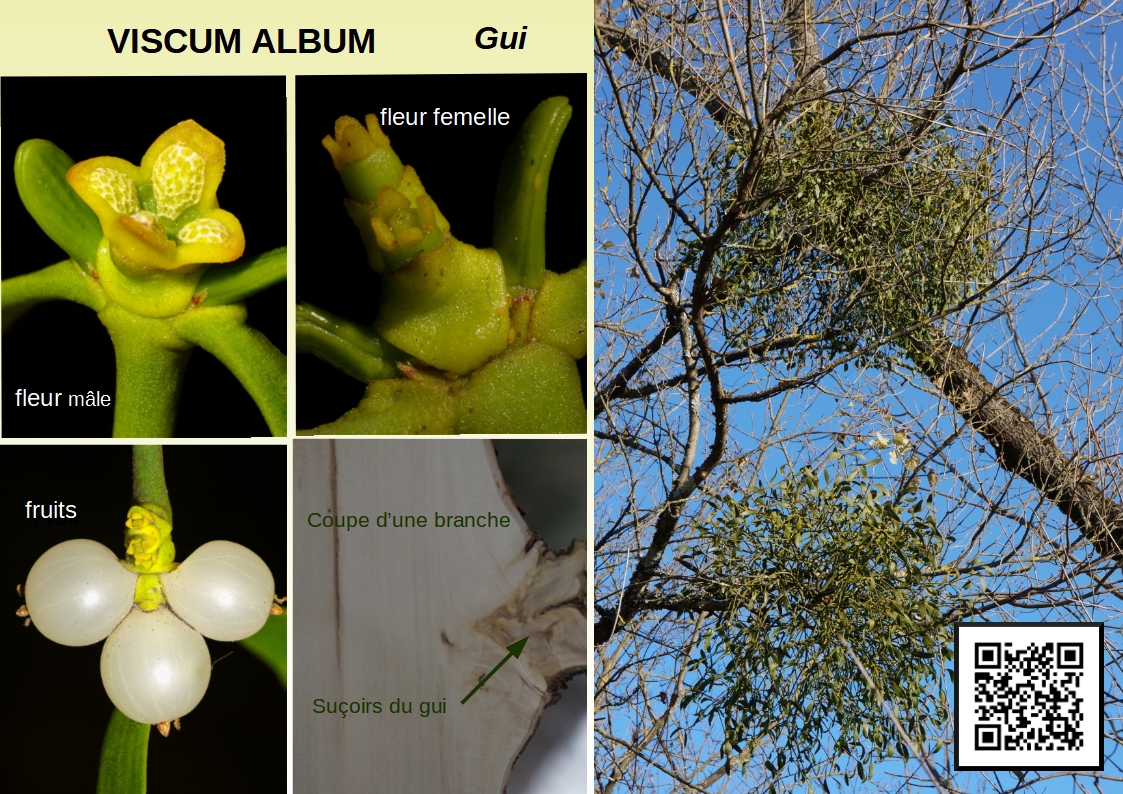 Viscum album